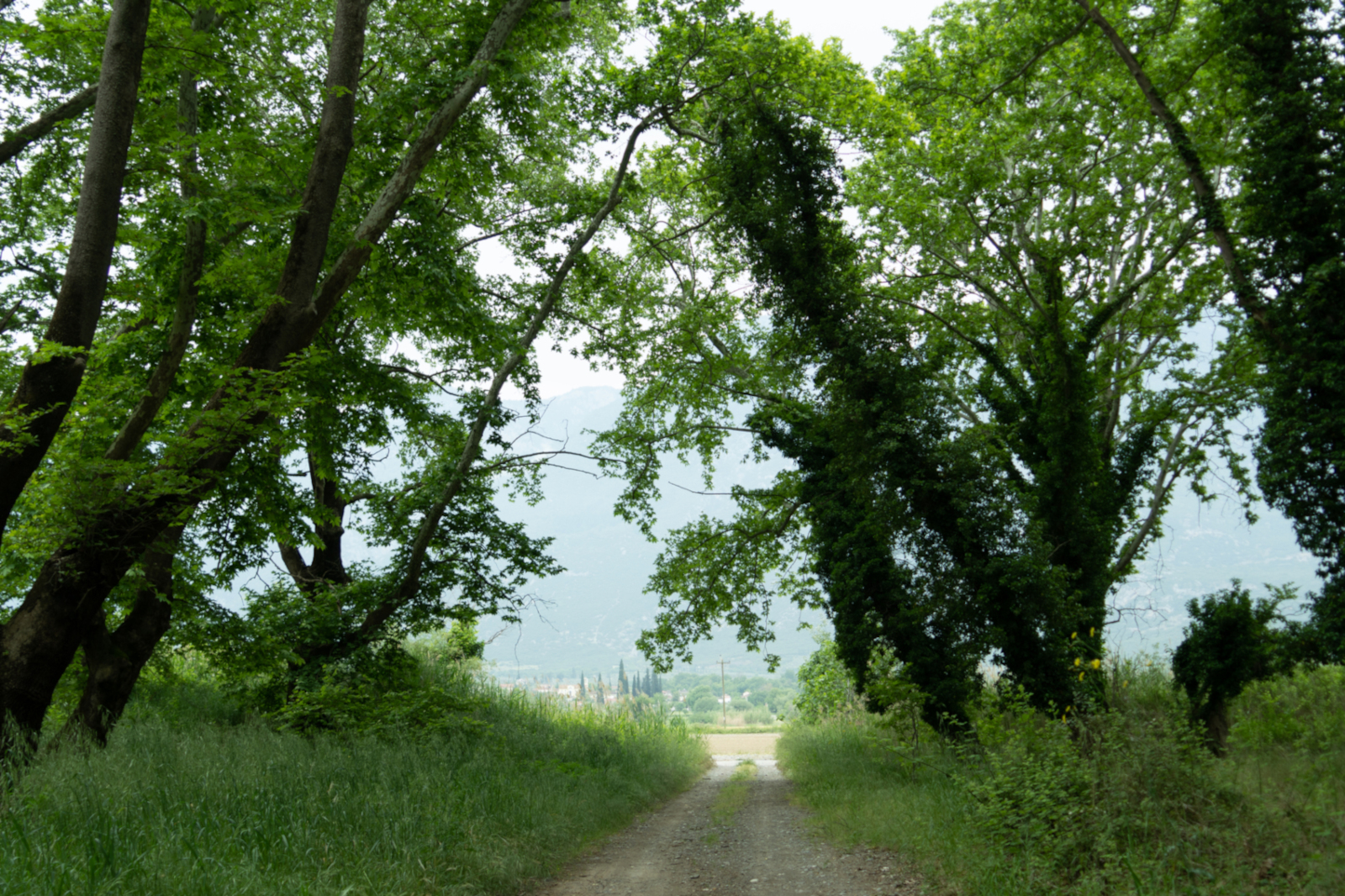 Plane forest - Spercheios Delta